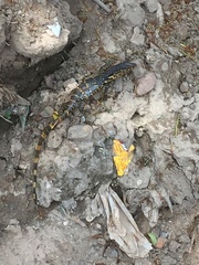 Varanus salvator salvator