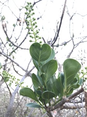 Stegnosperma cubense