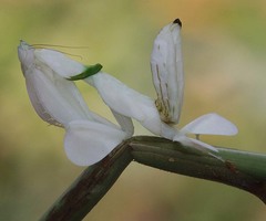Hymenopus coronatus