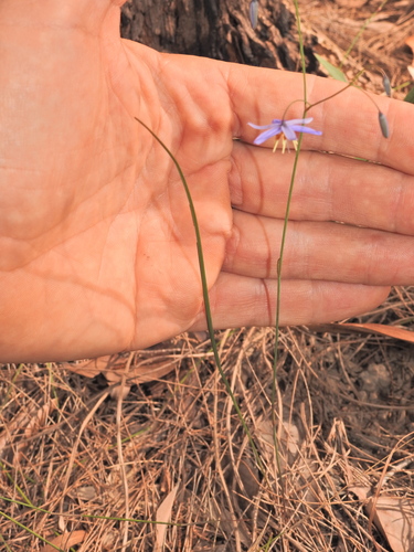 Image of Northern Vanilla Lily (Dianella rara) by (c) Scott W. Gavins, some rights reserved (CC BY)