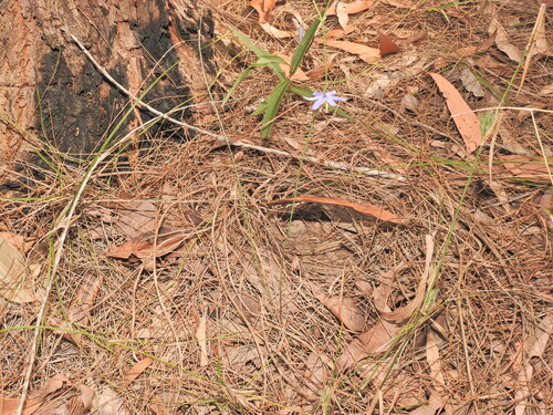 Image of Dianella rara by (c) Scott W. Gavins, some rights reserved (CC BY)