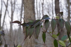 Leucothoe