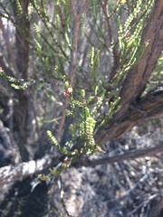 Passerina truncata