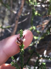 Passerina truncata
