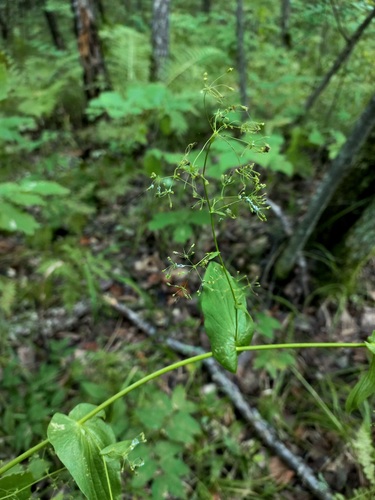 Bupleurum longiradiatum iNat (3)