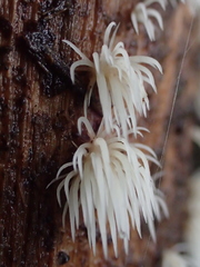 Pterulicium