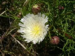 Malacothrix saxatilis implicata