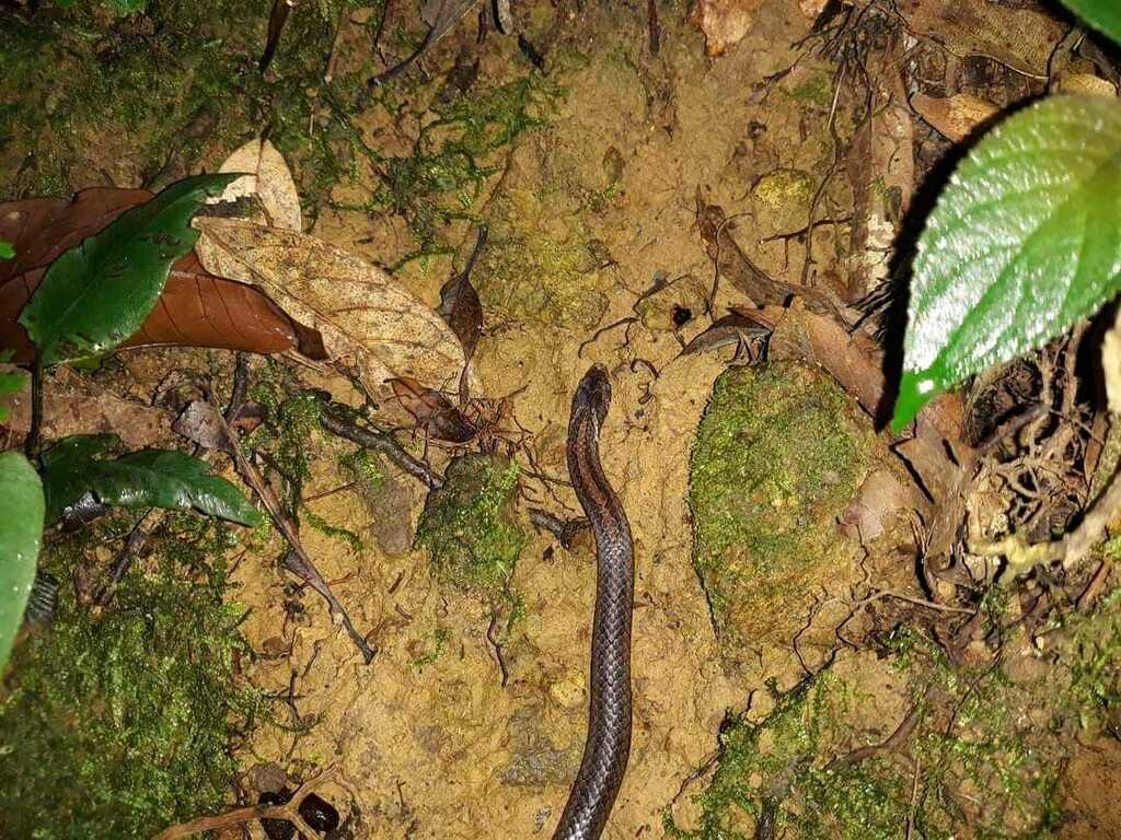 Eberhardt's Kukri Snake
