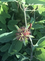Passiflora mexicana