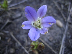 Brodiaea jolonensis