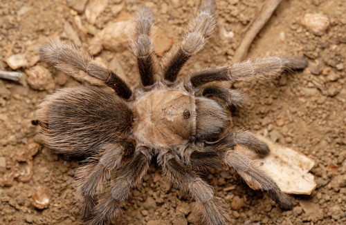 Desert Tarantula
