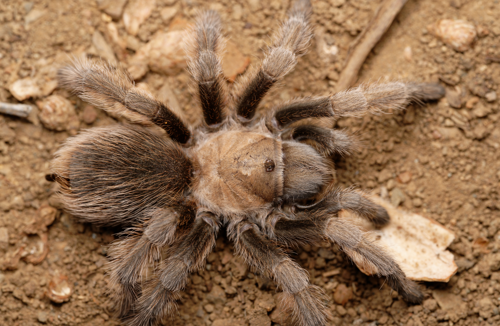 Genus Aphonopelma iNaturalist