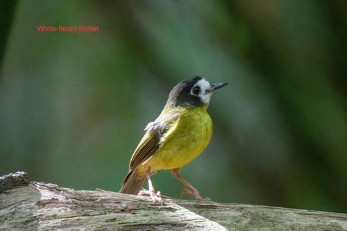 White-faced Robin (Eopsaltria leucops), photo 4