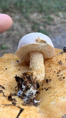 Austroboletus subflavidus image