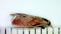 Dichrorampha