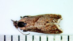 Dichrorampha