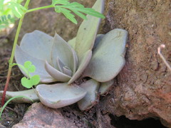 Echeveria bifida
