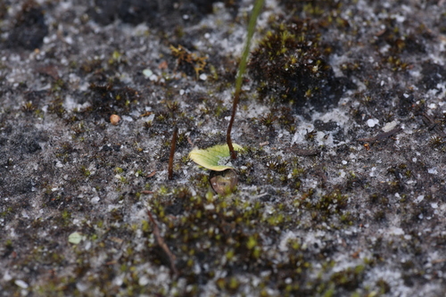 Image of Drakaea thynniphila by (c) Hugo Innes, some rights reserved (CC BY)