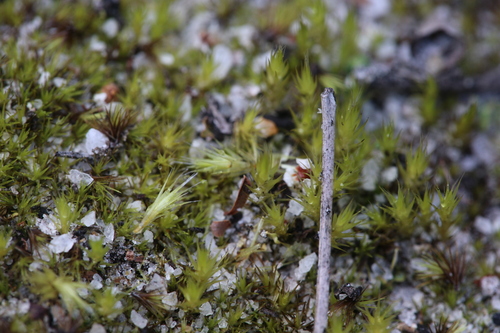 Image of Campylopus Appressifolius (Campylopus appressifolius) by (c) Hugo Innes, some rights reserved (CC BY)