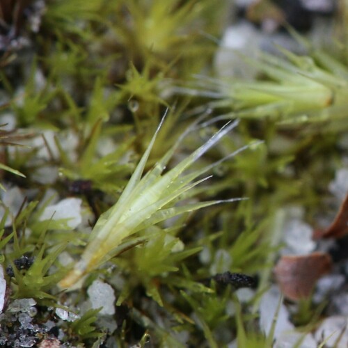 Image of Campylopus Appressifolius (Campylopus appressifolius) by (c) Hugo Innes, some rights reserved (CC BY)