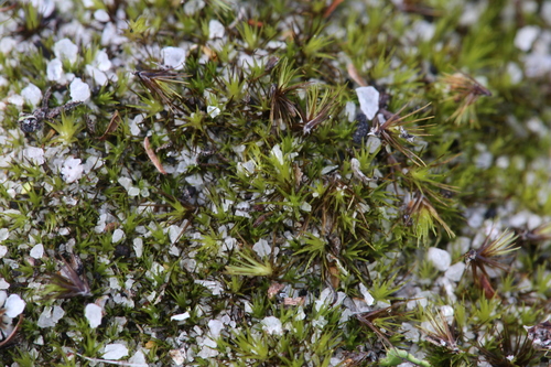 Image of Campylopus Appressifolius (Campylopus appressifolius) by (c) Hugo Innes, some rights reserved (CC BY)