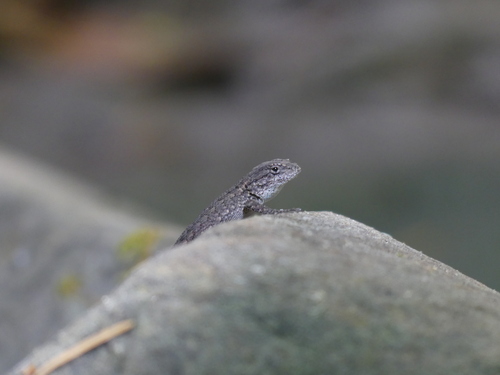 iNaturalist observation photo of Western Fence Lizard