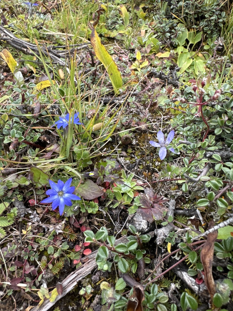 Gentiana stellata