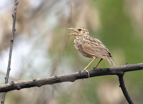 Jerdon's Bushlark
