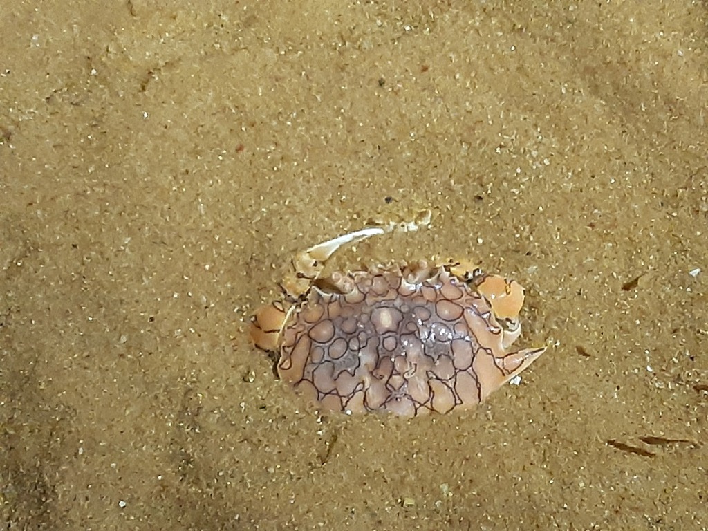 Flower Moon Crab from Port Hedland, WA, Australia on October 1, 2023 at