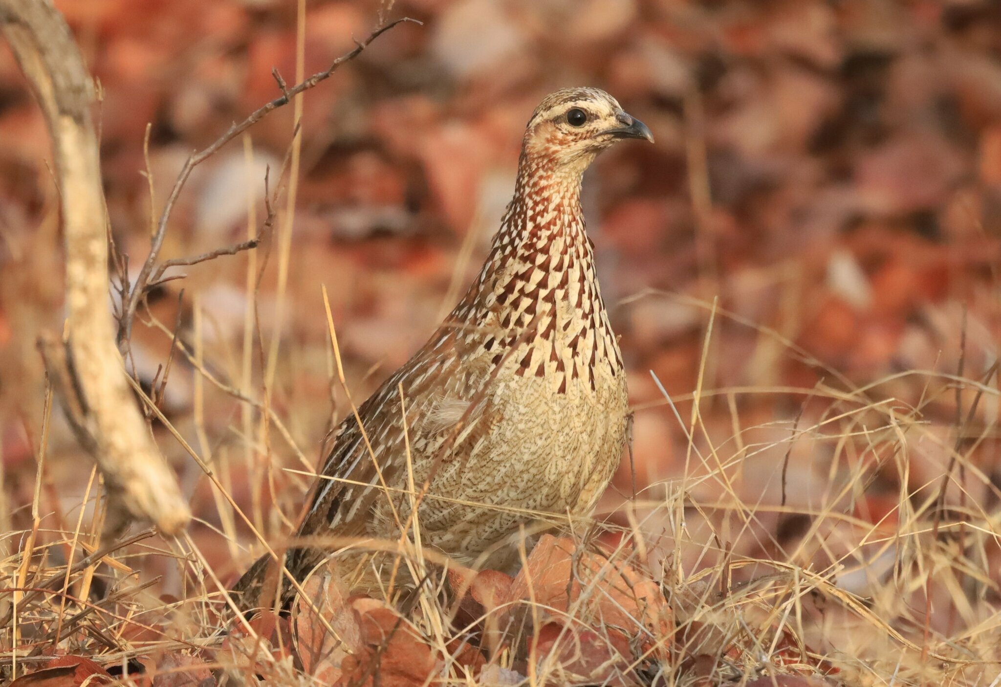 Crested Francolin (Ortygornis sephaena)