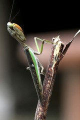 Ephierodula heteroptera