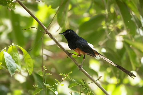 Sri Lanka Shama (Copsychus leggei), photo 3