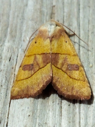 Centre-barred Sallow photo 4
