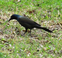 Quiscalus quiscula versicolor