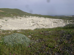 Astragalus miguelensis