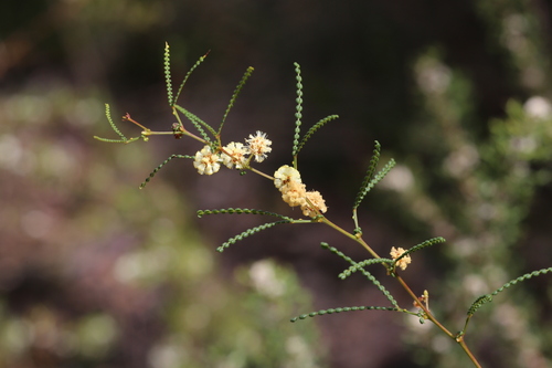 Image of Acacia pentadenia by (c) Hugo Innes, some rights reserved (CC BY)