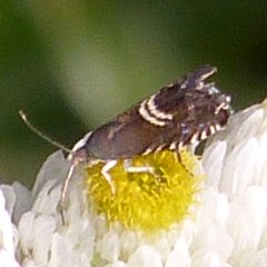 Grapholita interstinctana