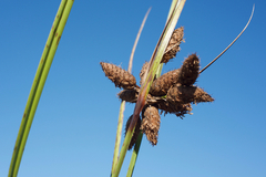 Bolboschoenus robustus