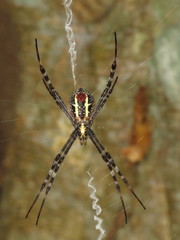 Argiope picta