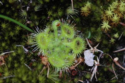 Drosera glanduligera