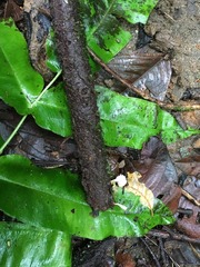Xylaria flabelliformis