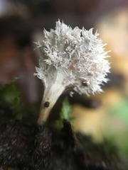 Xylaria flabelliformis