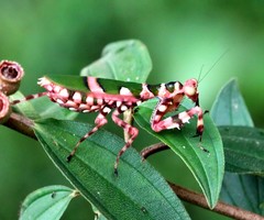 Theopropus borneensis