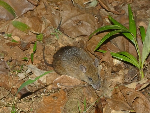 Rattus sordidus observed 2023-10-02