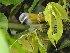 Yellow-Shouldered Grosbeak photo 1