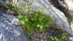 Eucrypta chrysanthemifolia bipinnatifida
