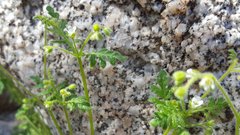 Eucrypta chrysanthemifolia bipinnatifida
