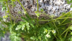 Eucrypta chrysanthemifolia bipinnatifida