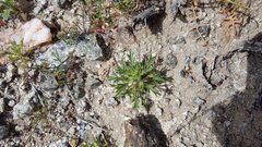 Langloisia setosissima setosissima