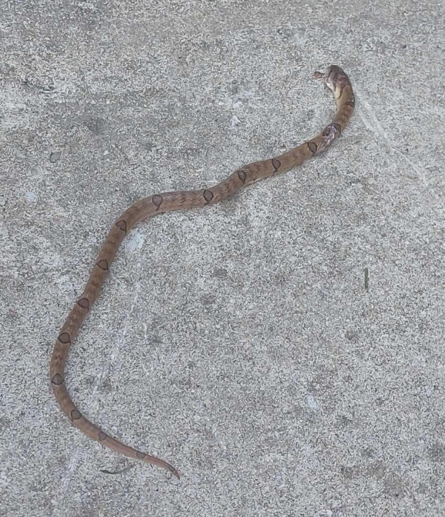 Saint Giron's Kukri Snake